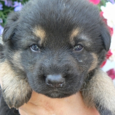 Image pour l'annonce Chiots Berger Allemand LOF à réserver