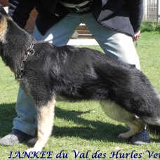 Image pour l'annonce Chiots Berger Allemand LOF à réserver