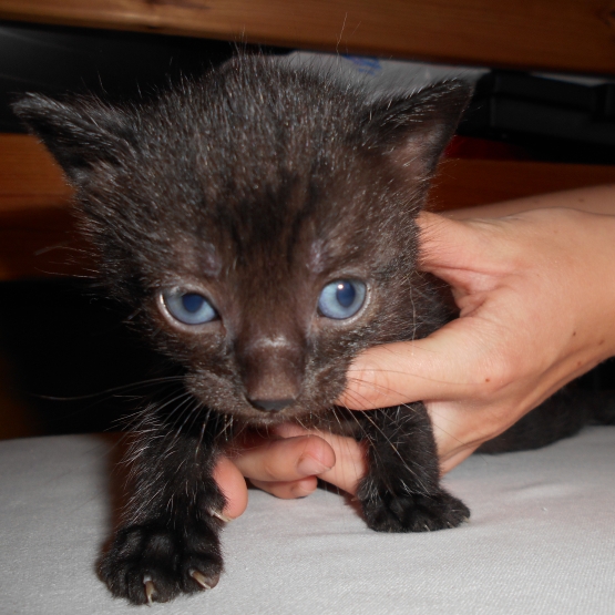 Image pour l'annonce donne 2 adorables chatons