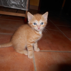 Image pour l'annonce donne 2 adorables chatons