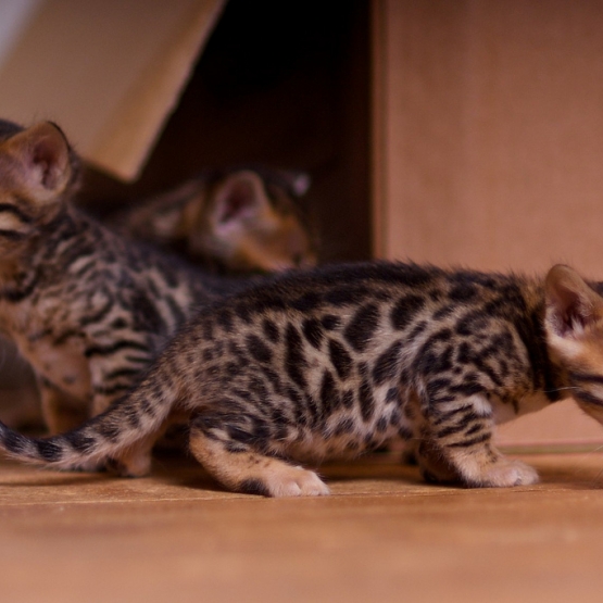 Image pour l'annonce A réserver 3 chatons bengals