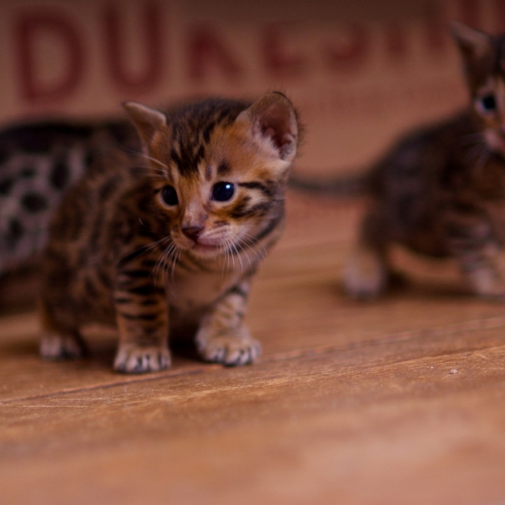 Image pour l'annonce A réserver 3 chatons bengals