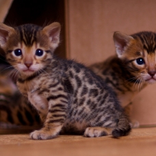 Image pour l'annonce A réserver 3 chatons bengals