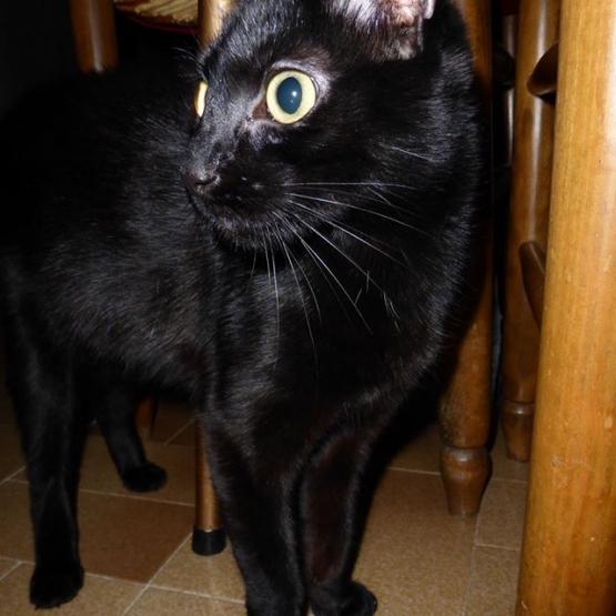 Image pour l'annonce Donne jeune chatte noire environ 6 mois