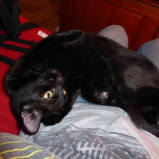Image pour l'annonce Donne jeune chatte noire environ 6 mois