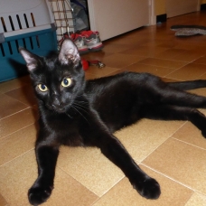 Image pour l'annonce Donne jeune chatte noire environ 6 mois