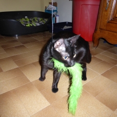 Image pour l'annonce Donne jeune chatte noire environ 6 mois