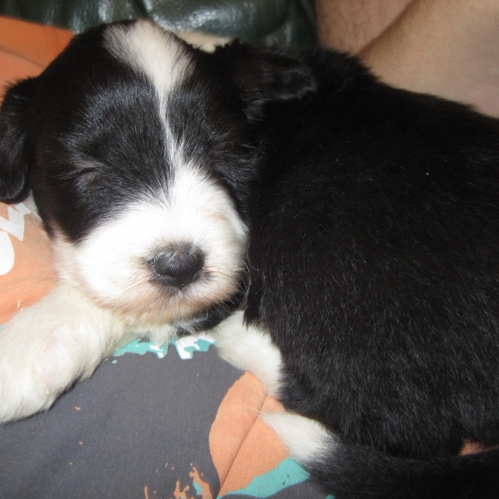 Image pour l'annonce chiots bearded collie