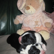 Image pour l'annonce chiots bearded collie