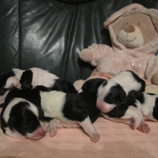 Image pour l'annonce chiots bearded collie