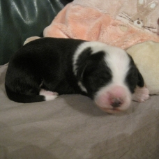 Image pour l'annonce chiots bearded collie