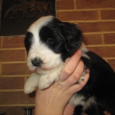 Image pour l'annonce chiots bearded collie