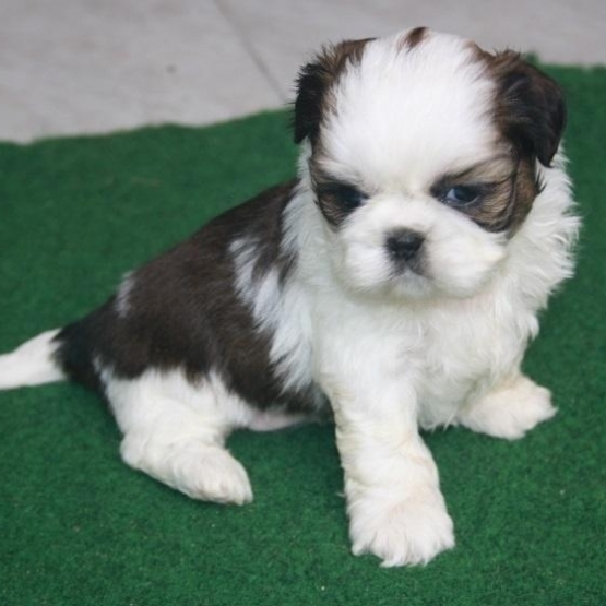 Image pour l'annonce Shih tzu non lof