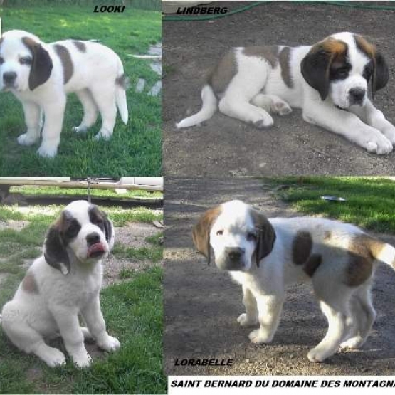 Image pour l'annonce chiot saint bernard LOF