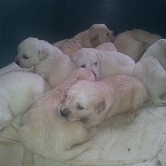 Image pour l'annonce chiot golden retriever LOF