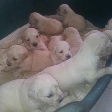 Image pour l'annonce chiot golden retriever LOF