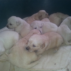 Image pour l'annonce chiot golden retriever LOF