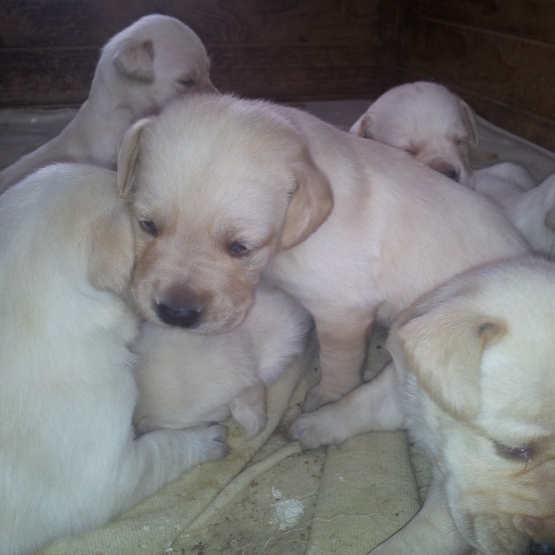 Image pour l'annonce chiot type labrador sable non lof