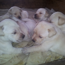 Image pour l'annonce chiot type labrador sable non lof
