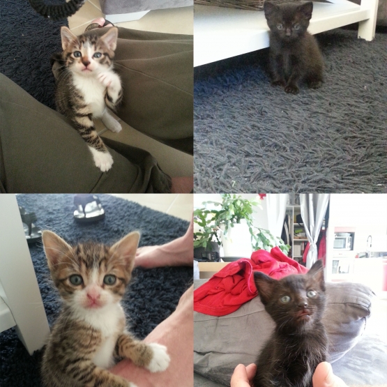 Image pour l'annonce donne 3 chatons