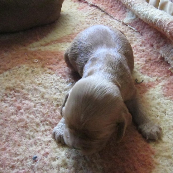 Image pour l'annonce Vends chiots type cocker Golden