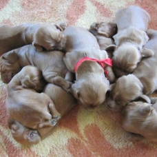 Image pour l'annonce Vends chiots type cocker Golden