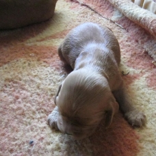 Image pour l'annonce Vends chiots type cocker Golden