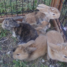 Image pour l'annonce Vends Lapins bélier Rex (frisé)