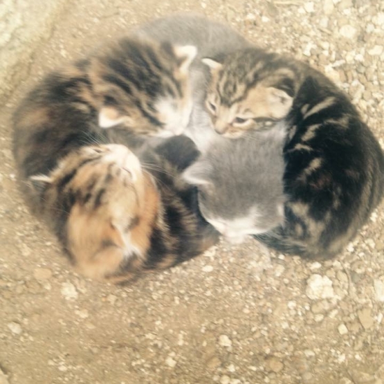 Image pour l'annonce DONNE TROIS CHATONS