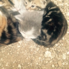 Image pour l'annonce DONNE TROIS CHATONS