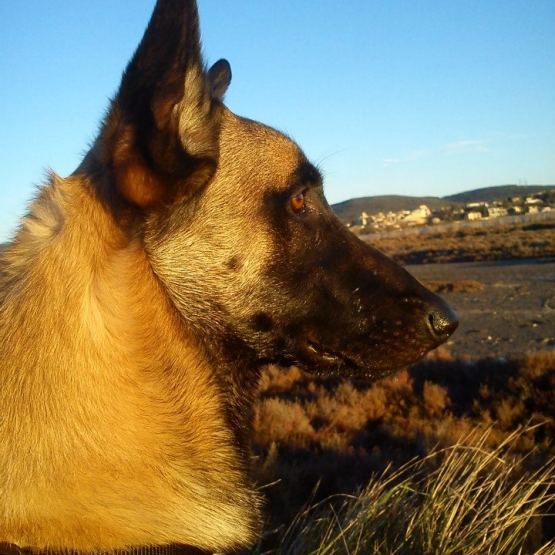 Image pour l'annonce Hawaks, malinois pour saillie