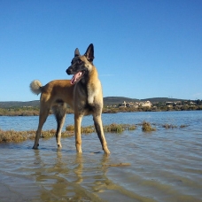 Image pour l'annonce Hawaks, malinois pour saillie