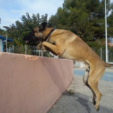 Image pour l'annonce Hawaks, malinois pour saillie