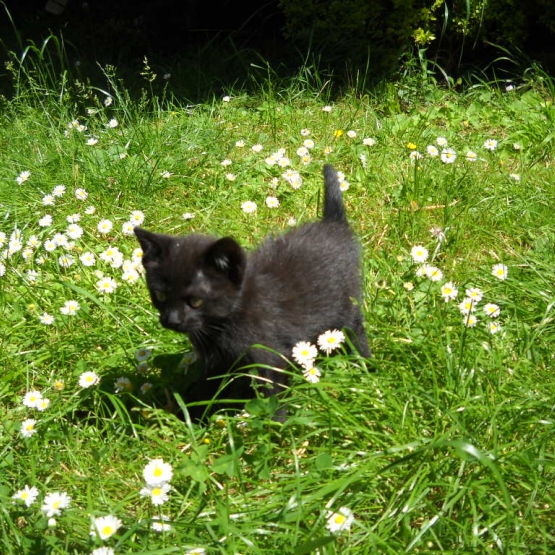 Image pour l'annonce DONNE CHATON