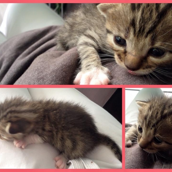 Image pour l'annonce Donne 6 petits chatons contre bons soins