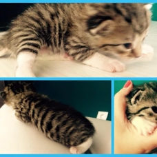 Image pour l'annonce Donne 6 petits chatons contre bons soins
