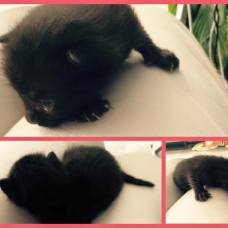 Image pour l'annonce Donne 6 petits chatons contre bons soins