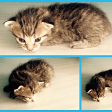 Image pour l'annonce Donne 6 petits chatons contre bons soins