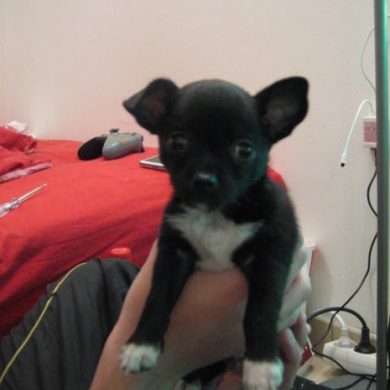 Image pour l'annonce disponible chiot chihuahua né le 01/02/2015