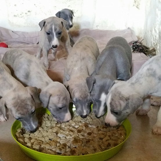 Image pour l'annonce a reserver magnifiques chiots WHIPPET