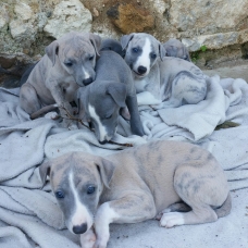 Image pour l'annonce a reserver magnifiques chiots WHIPPET