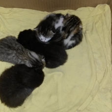 Image pour l'annonce Chatons à adopter