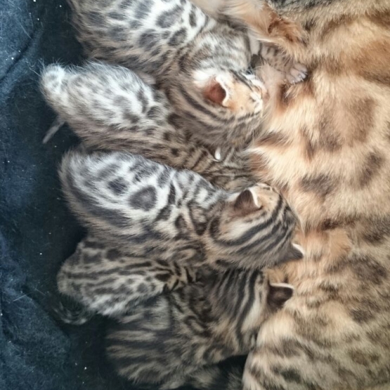 Image pour l'annonce Chatons Bengal LOOF 3 mâles 2 femelles
