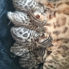 Image pour l'annonce Chatons Bengal LOOF 3 mâles 2 femelles