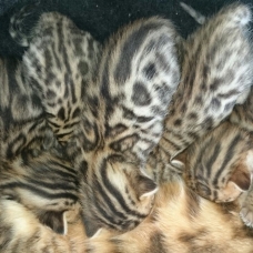 Image pour l'annonce Chatons Bengal LOOF 3 mâles 2 femelles
