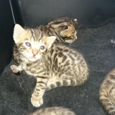 Image pour l'annonce Chatons Bengal LOOF 3 mâles 2 femelles