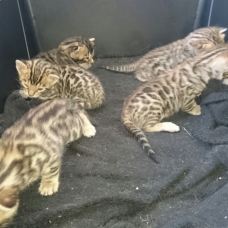 Image pour l'annonce Chatons Bengal LOOF 3 mâles 2 femelles