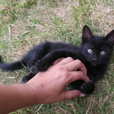 Image pour l'annonce 4 chatons à donner