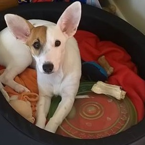 Image pour l'annonce A adopter : Jack Russell femelle de 14 mois, née le 22 avril 2014.