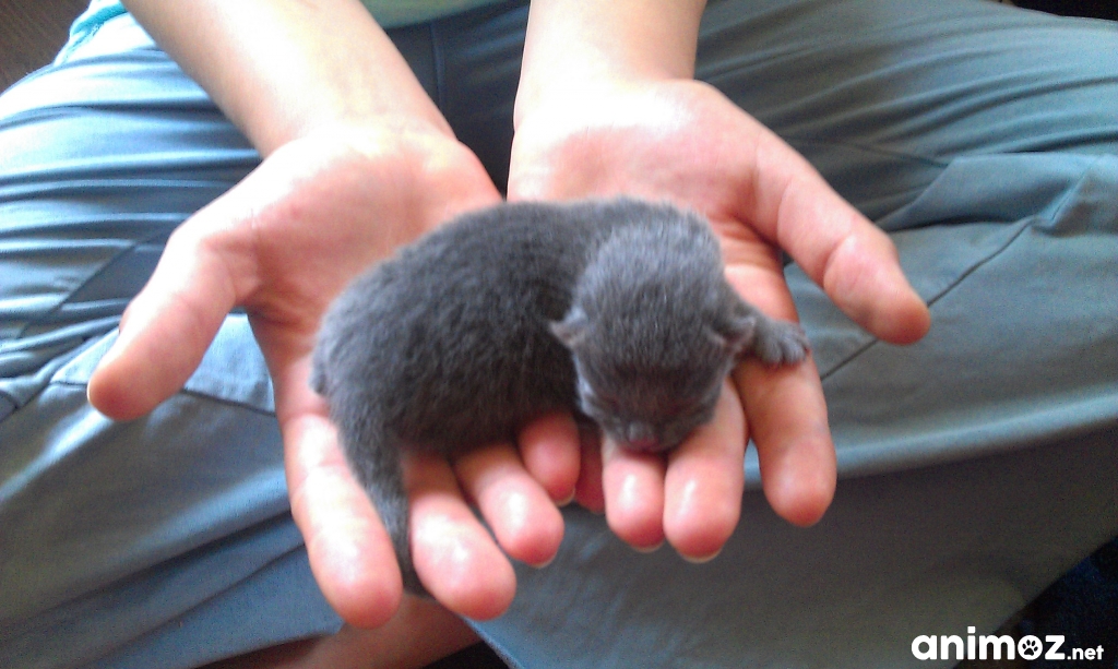 Donne 4 chatons, région RhôneAlpes GRATUIT sur